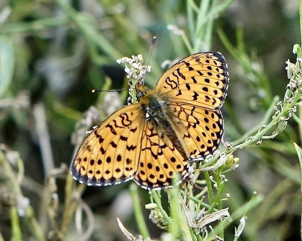 twin-spot fritillary